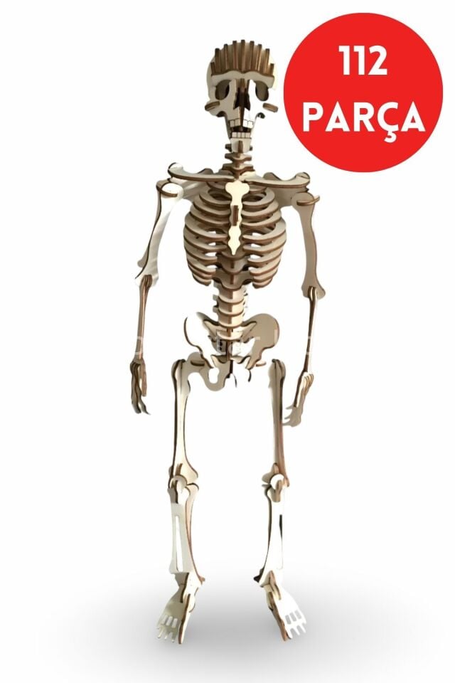 CAMPLEX HUMAN SKELETON