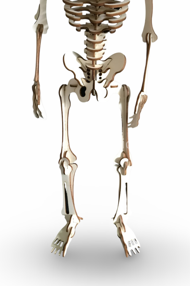 CAMPLEX HUMAN SKELETON