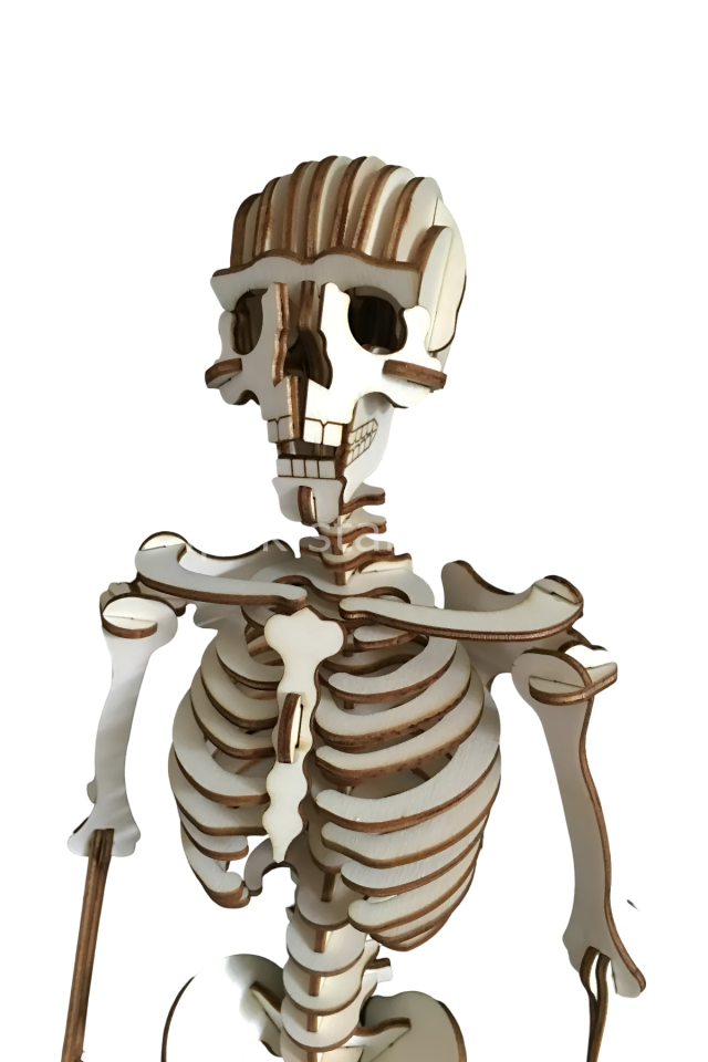 CAMPLEX HUMAN SKELETON