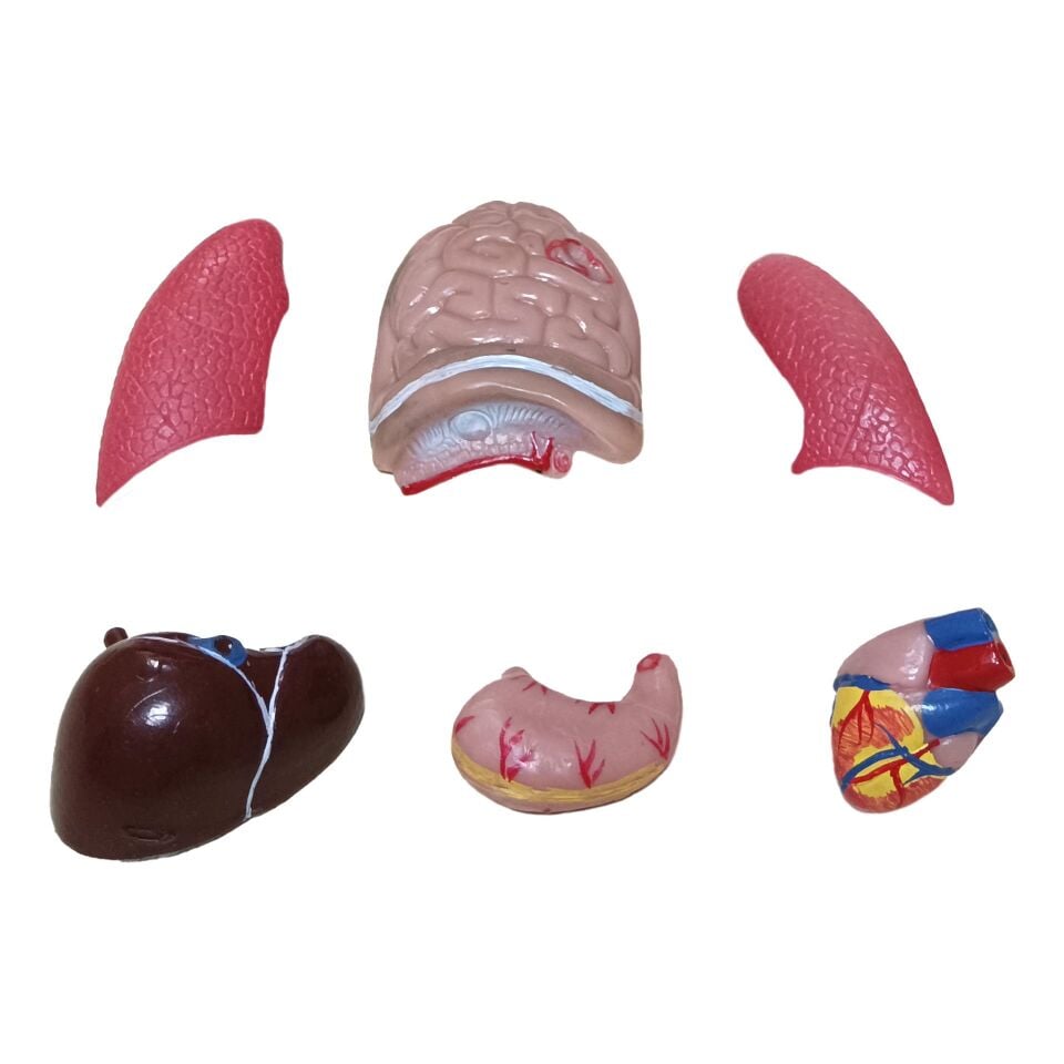 İnsan Vücudu Maketi 27 cm (Küçük) | Eğitici Anatomi Modeli