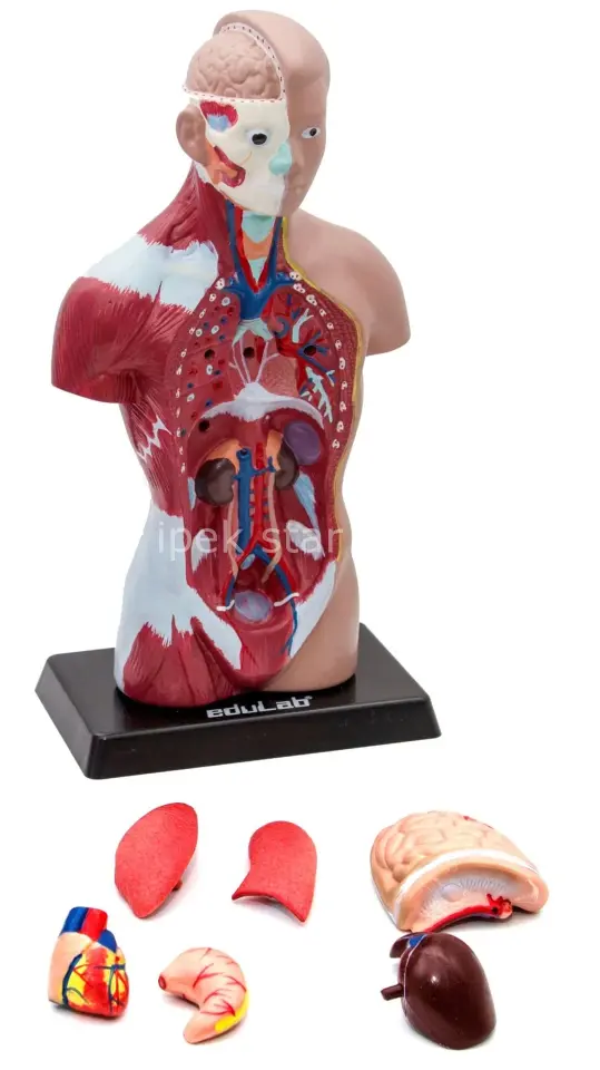 İnsan Vücudu Maketi 27 cm (Küçük) | Eğitici Anatomi Modeli