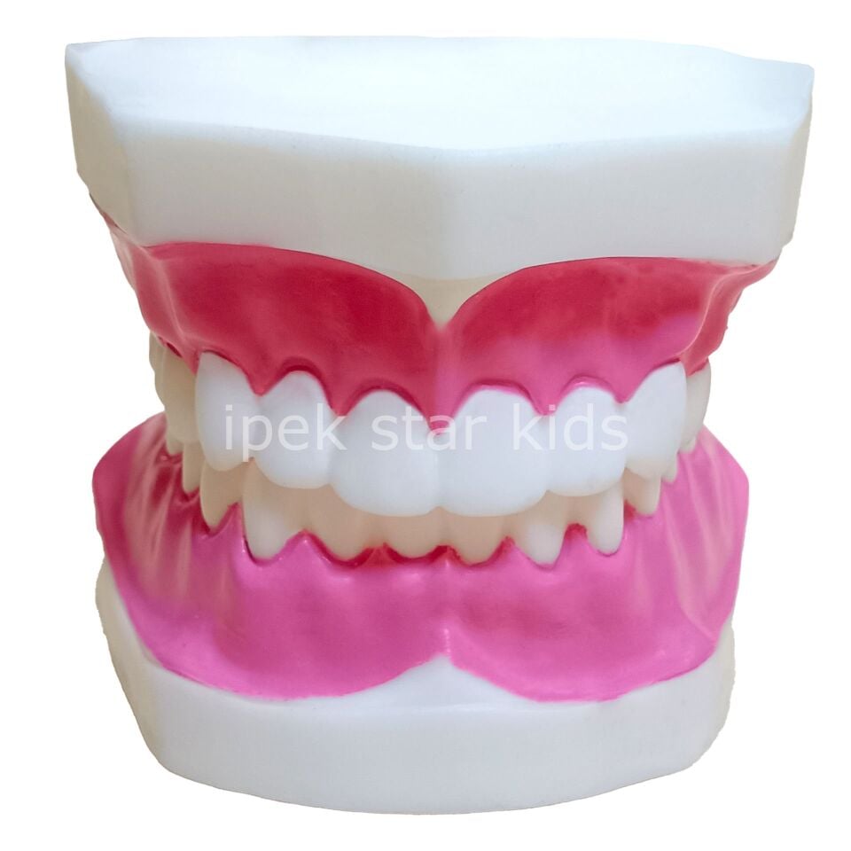 Küçük Diş Modeli | Eğitici Diş ve Ağız Sağlığı Modeli