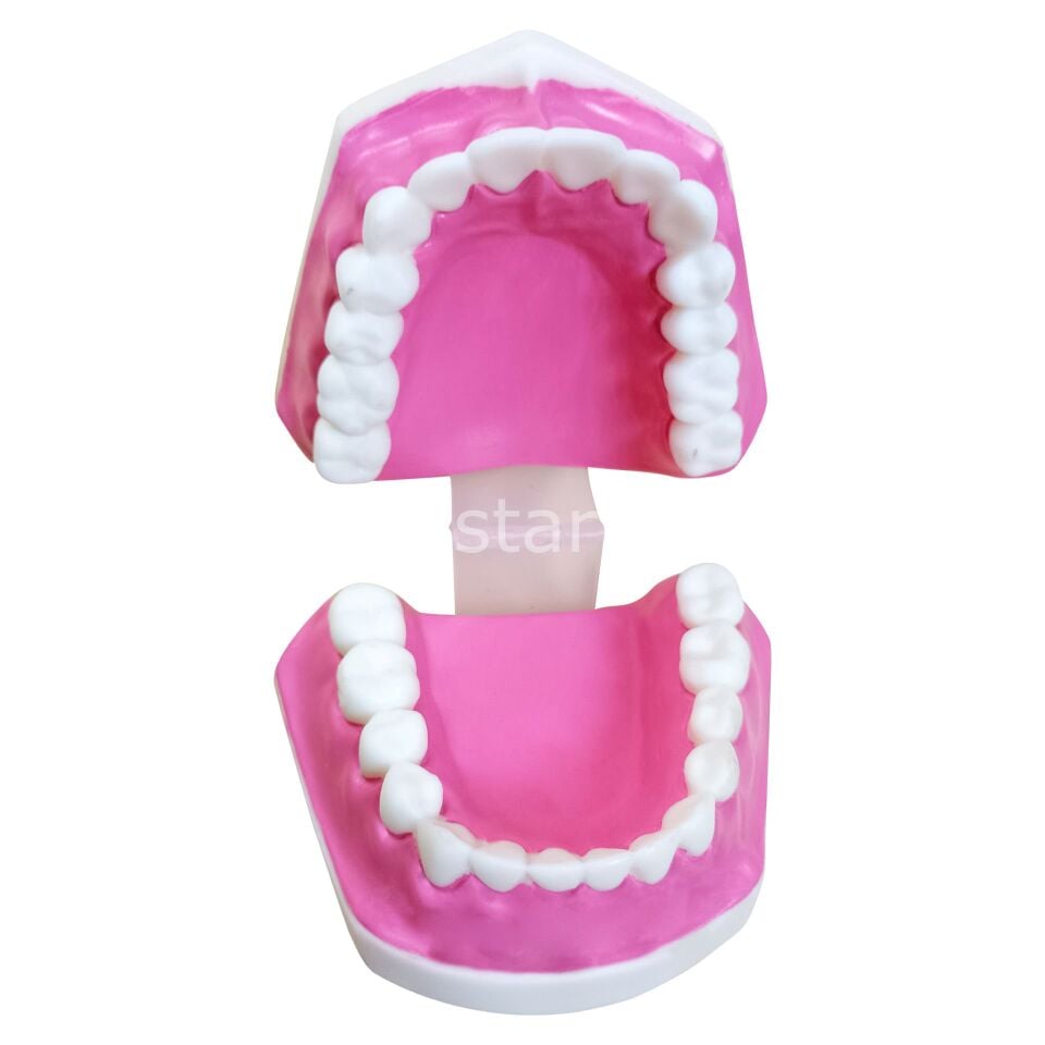 Küçük Diş Modeli | Eğitici Diş ve Ağız Sağlığı Modeli