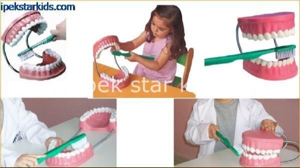 diş fırçalama maketi