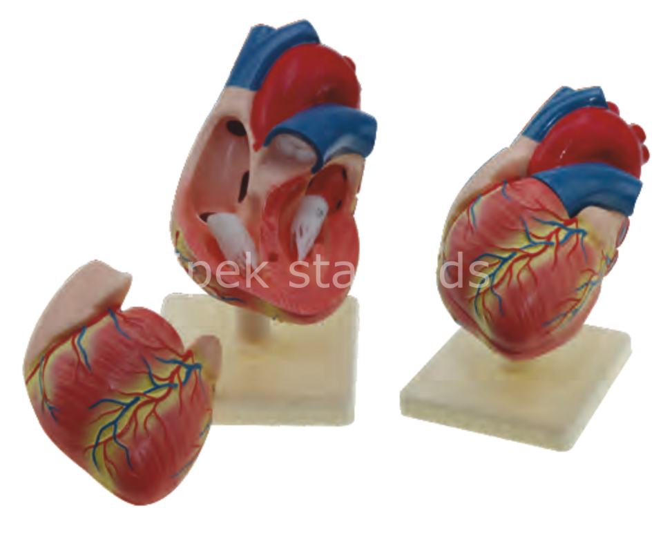 İnsan Kalp Modeli