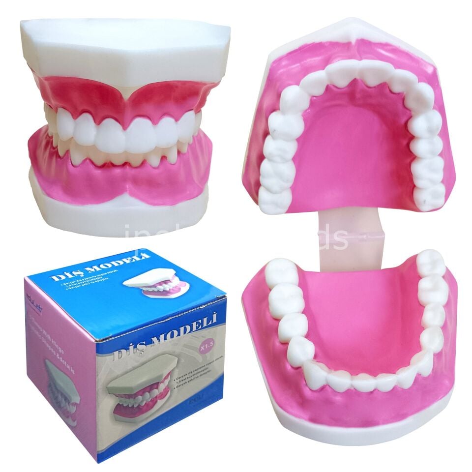 Diş Modeli Fırçasız