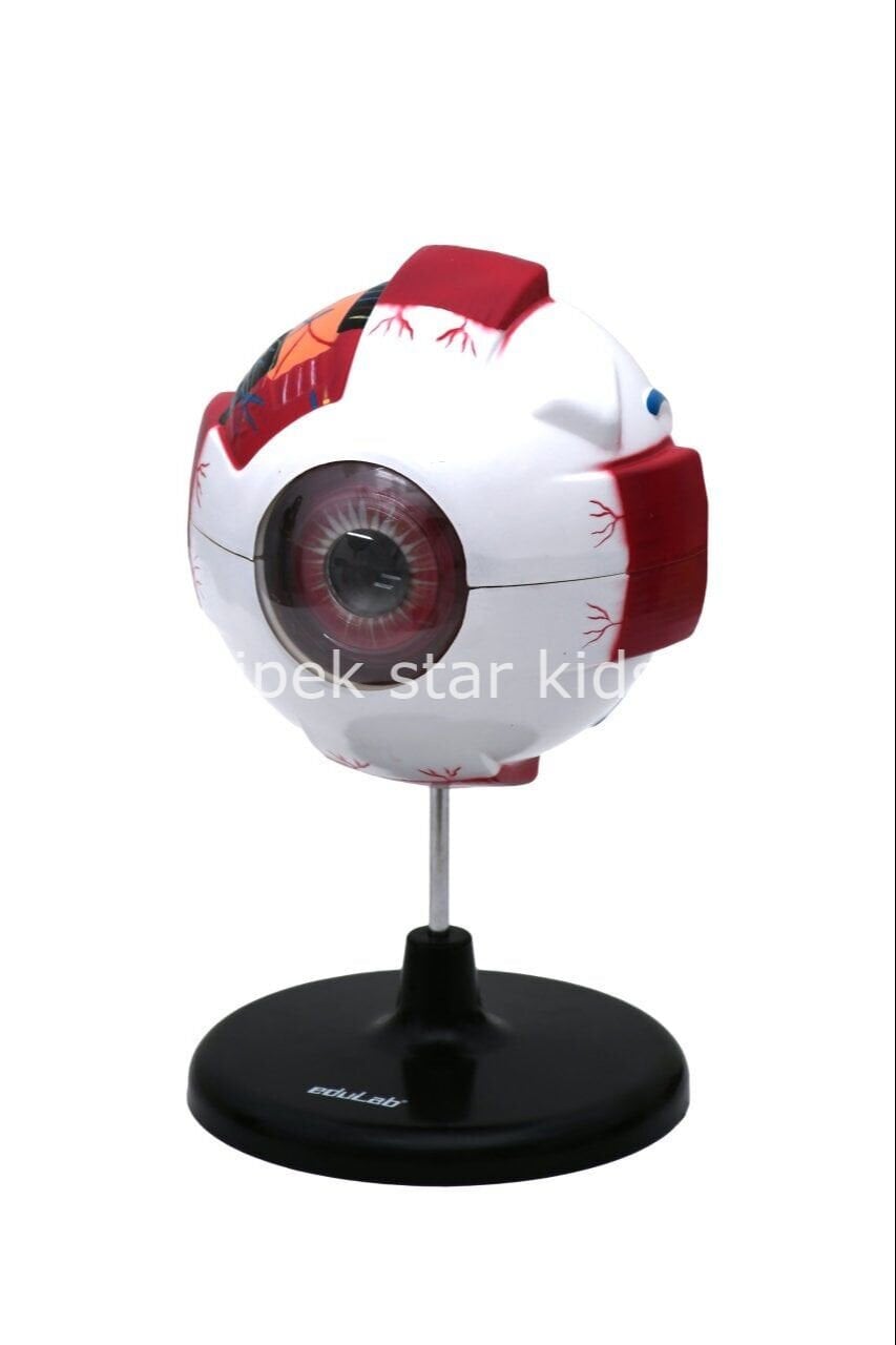 göz modeli eğitim materyali