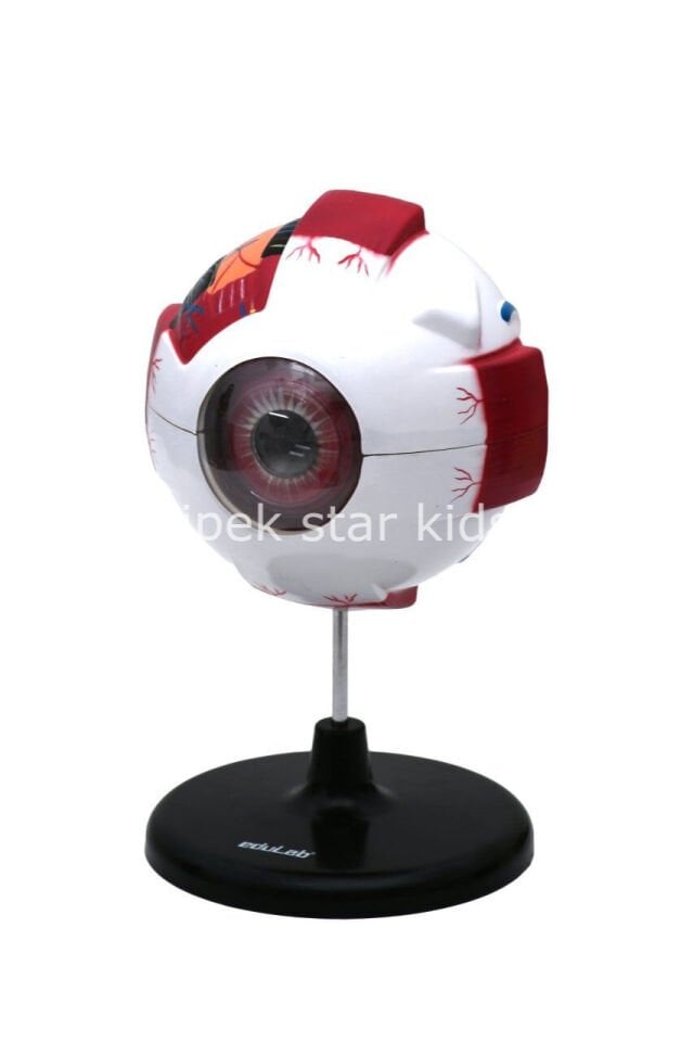 göz modeli eğitim materyali