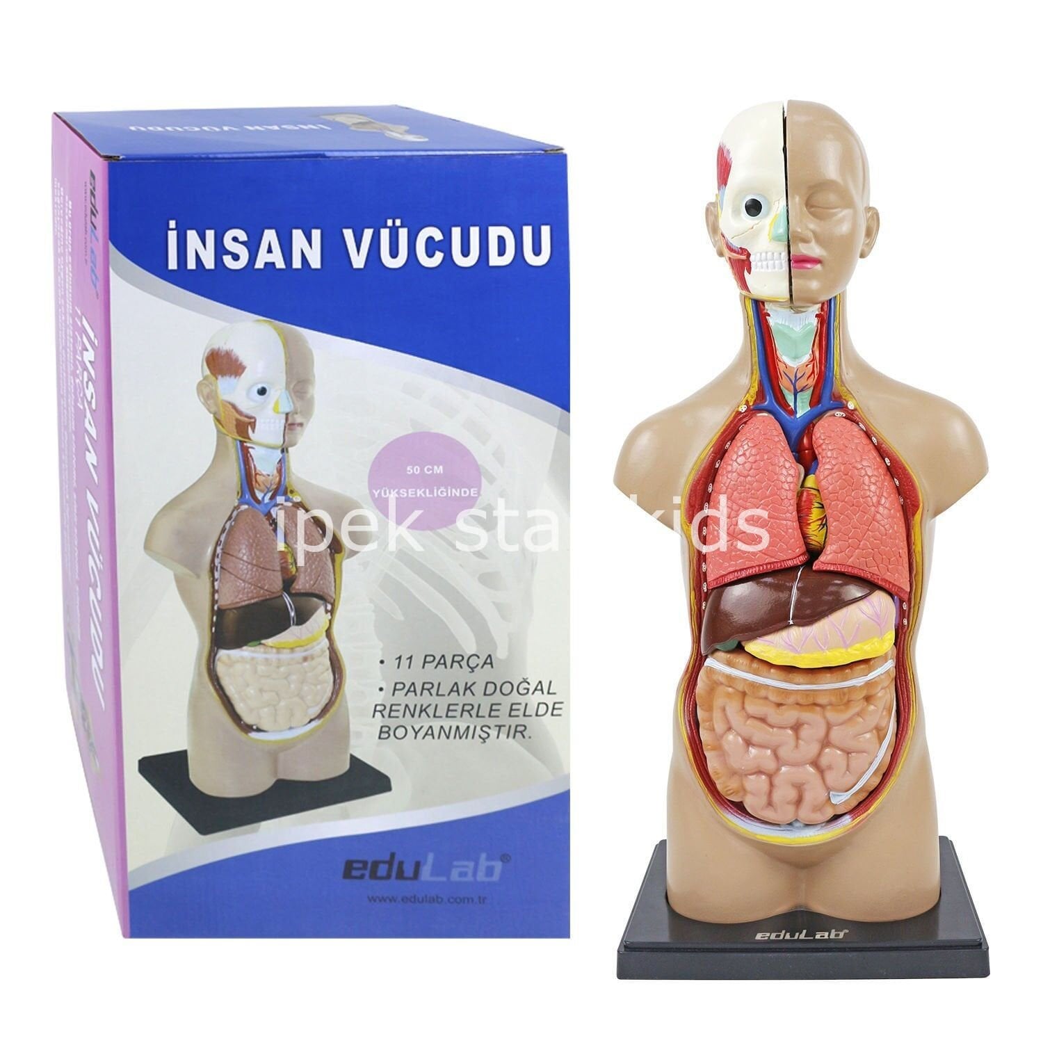 insan vücudu modeli 50 cm eğitim seti