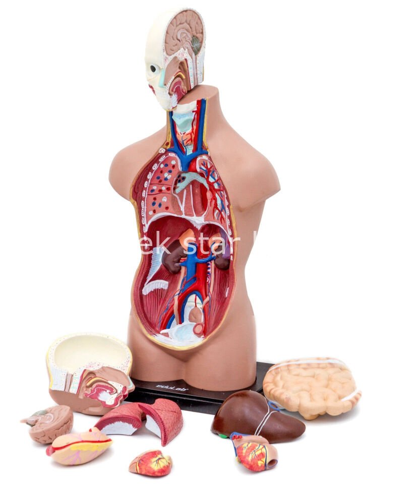 sökülebilir insan vücudu modeli çocuk eğitim