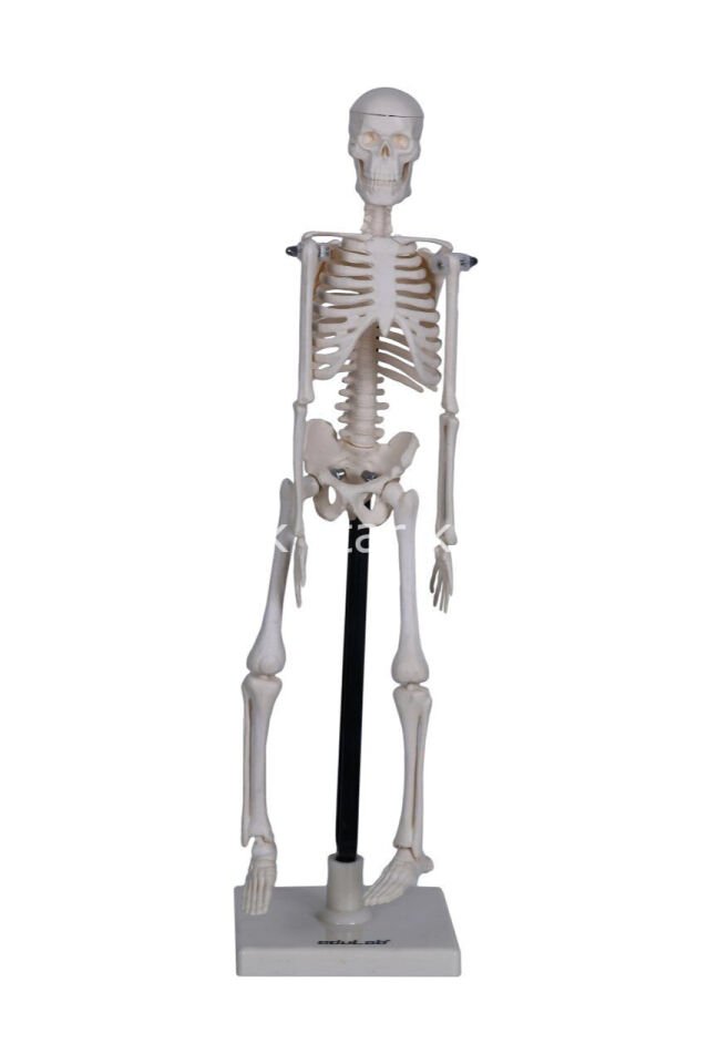 Anaokulu için İnsan İskelet Modeli eğitim materyali
