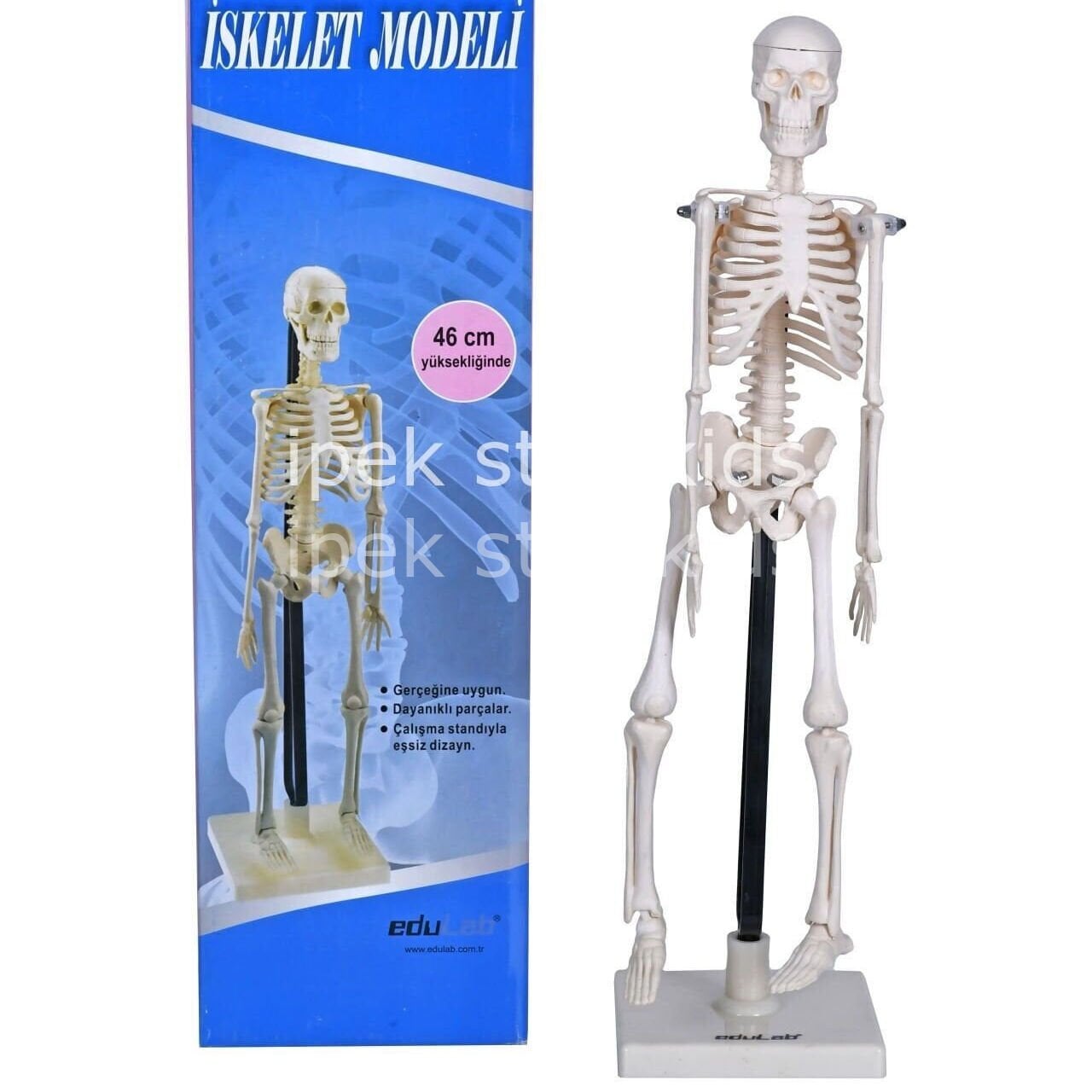 İnsan İskelet Modeli 46 cm eğitici fen doğa seti